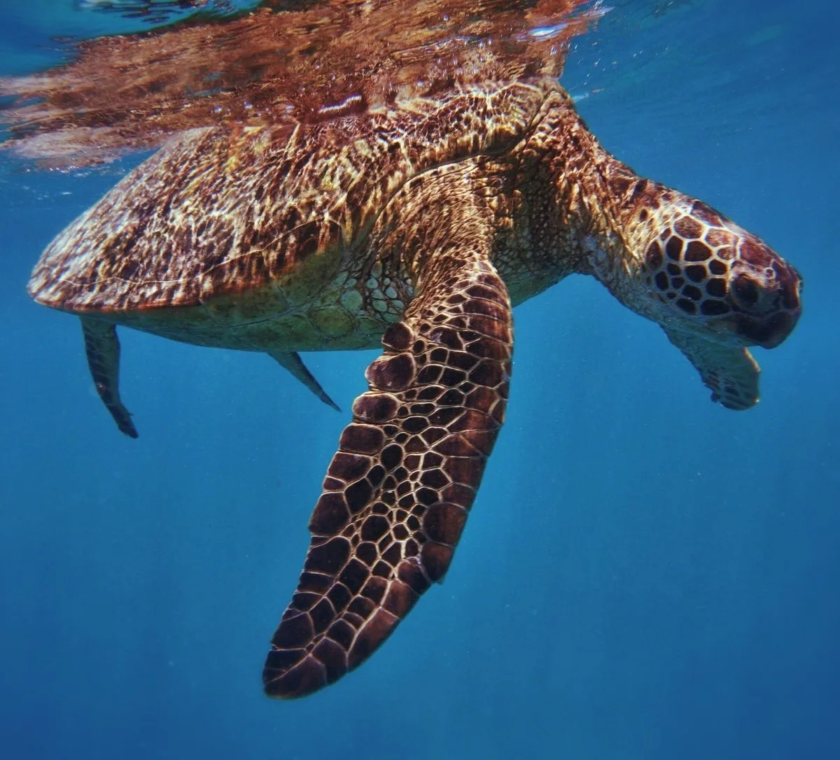 Hawaiian green sea turtle gliding above a coral reef in clear blue water at Turtle Canyon, Oahu