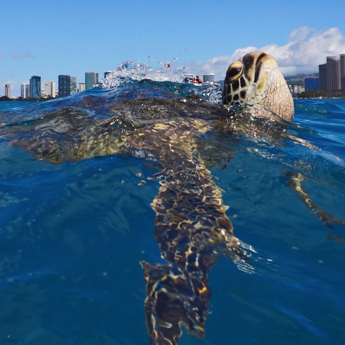 Hawaiian green sea turtle (honu) gliding through clear open water near Oahu during a Turtle Canyons snorkel excursion