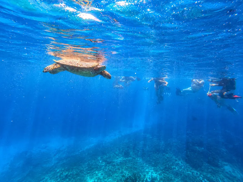 Small Group Turtle Snorkeling Waikiki — 6-Person Max