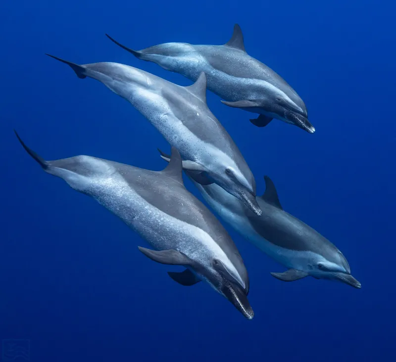 Swim With Dolphins Oahu Waianae — Marine Biologist Tour