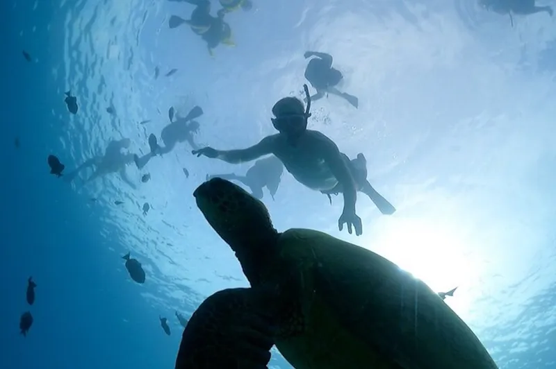 Waikiki Catamaran Snorkeling Tour — Turtle Canyon
