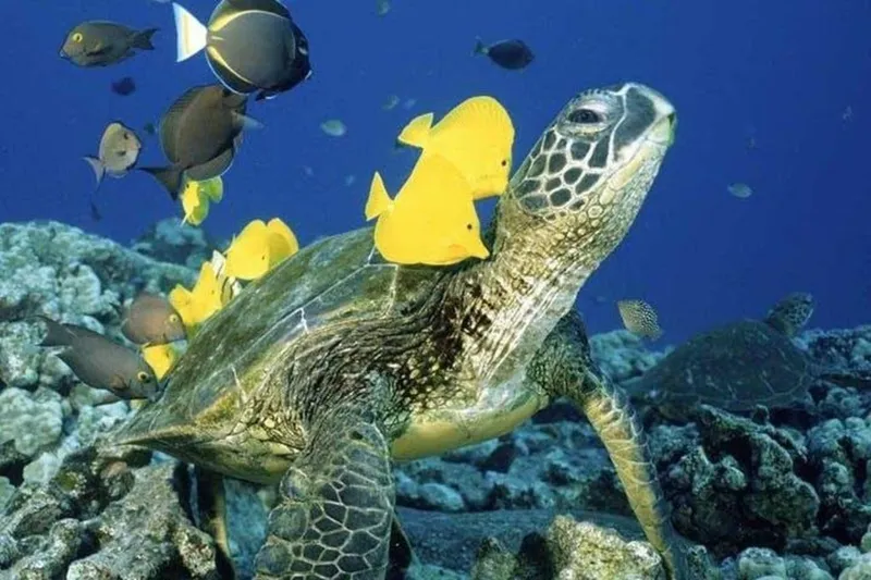 Hāwea Catamaran Waikiki — Sailing & Turtle Snorkeling Review