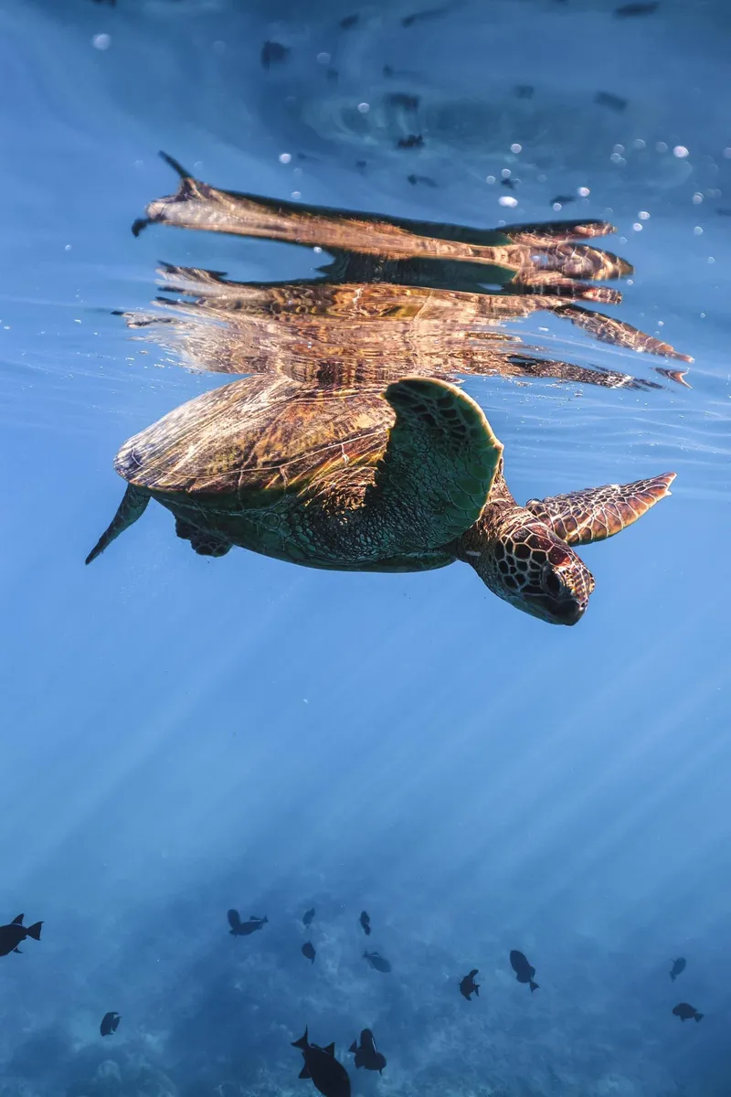 Turtle Canyon Snorkeling from Hilton Lagoon Waikiki
