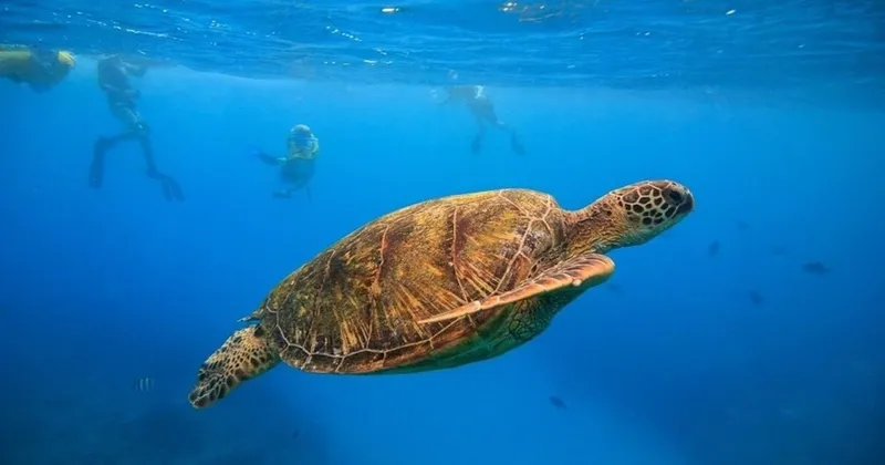 Waikiki Turtle Canyons Cruise & Snorkel Excursion