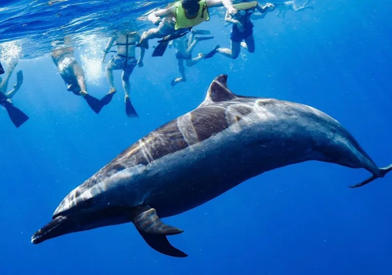 Oahu Dolphin Tour with Waterslide — Wild Dolphins & Turtles