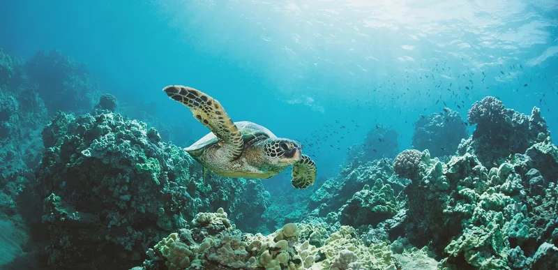 Turtle Canyon Snorkeling Boat Tour Honolulu — Review