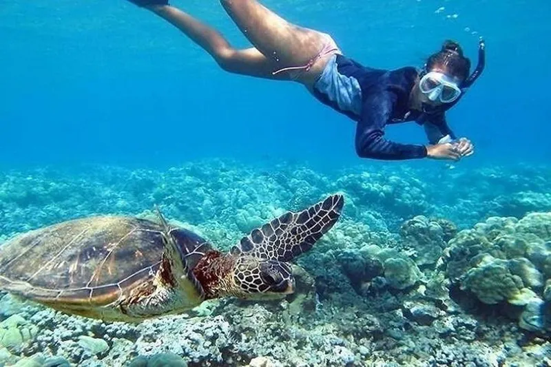 Oahu Circle Island Tour — North Shore, Turtles & Beaches